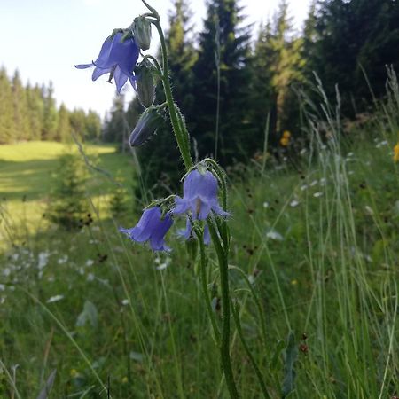 Apartament Soba Pri Bregarju Bohinj Zewnętrze zdjęcie