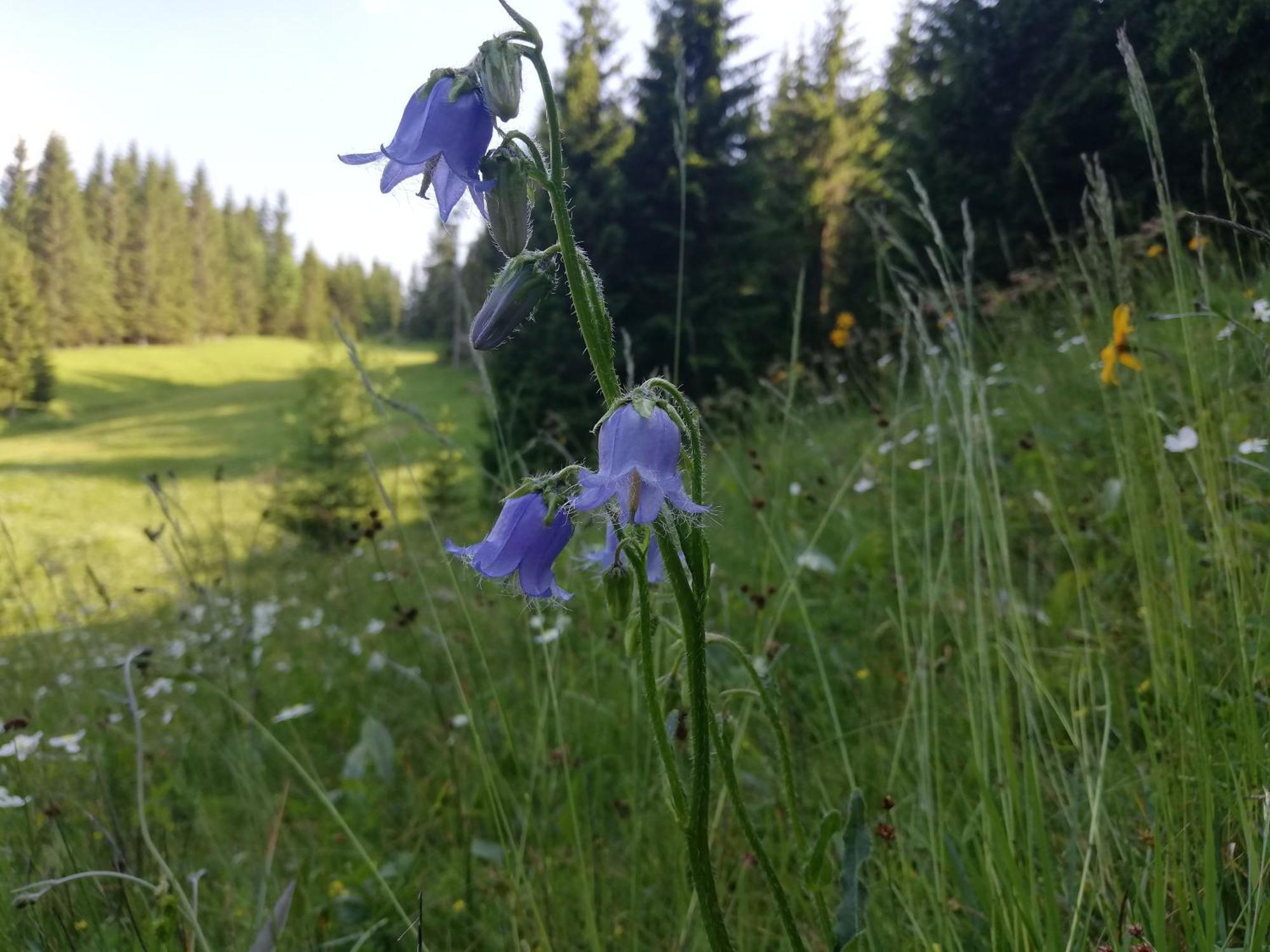 Apartament Soba Pri Bregarju Bohinj Zewnętrze zdjęcie